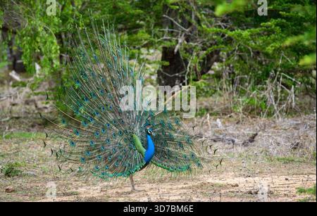 Peacock-Tanz im Yala-Nationalpark, Sri Lanka. Die Federn sind in einer kompletten Seitenansicht mit augenähnlichen Mustern verteilt Stockfoto