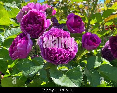 Floribunda rosarote Blüten Stockfoto