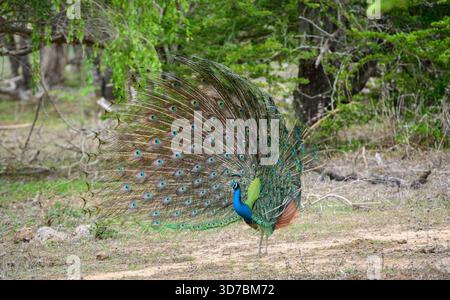 Peacock-Tanz im Yala-Nationalpark, Sri Lanka. Die Federn sind in einer kompletten Seitenansicht mit augenähnlichen Mustern verteilt Stockfoto