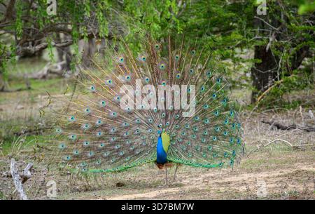 Peacock-Tanz im Yala-Nationalpark, Sri Lanka. Die Federn sind in einem vollen Fächer verteilt und zeigen augenähnliche Muster Stockfoto