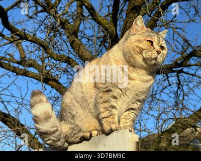 Niedliche Katze, die auf einem Zaun sitzt Stockfoto