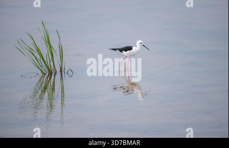 Eine Schwarzflügelpfahl sucht nach Nahrungsmitteln und taucht ihren Schnabel in das flache Wasser, während der Vogel und das grüne Schilf auf der ruhigen Oberfläche reflektiert werden Stockfoto