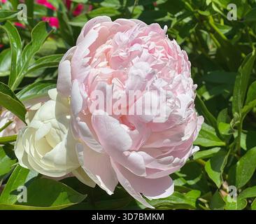 Pfingstrosenblüten rosa weiße Blütenblätter im Frühlingsgarten. Stockfoto