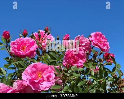 Rosafarbener Rosenstrauch schöne Blumen vor blauem Himmel Stockfoto