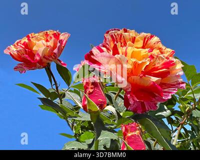 Rosenblüten leuchtend rot orange Blüte auf blauem Himmel Stockfoto