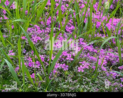 Phlox subulata - schleichende Phlox, Moos phlox, Moos rosa oder Berg phlox  Stockfotografie - Alamy