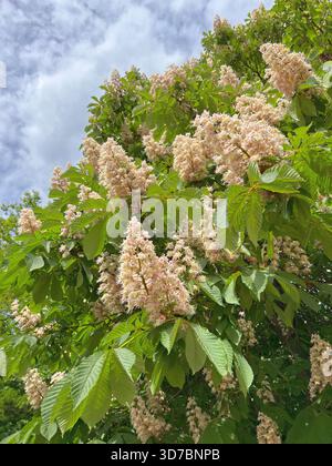 Rosskastanienbaumblüten Kerzen weiße Blumen vor bewölktem Himmel im Frühlingspark Stockfoto