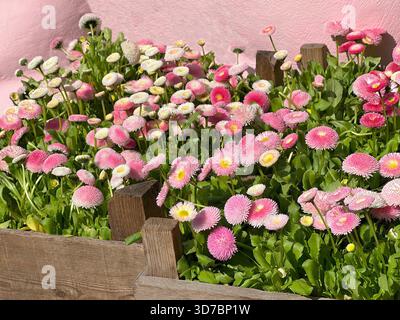 Rosa Blumen Gänseblümchen Zierpflanze Marguerite Gänseblümchen Stockfoto