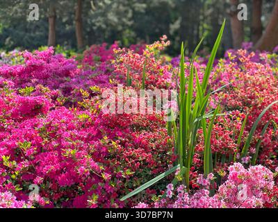Azalea rhododendron blüht rosa lila rote Blüte Stockfoto