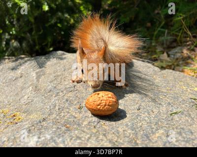 Lustiges Eichhörnchen und Nuss Stockfoto