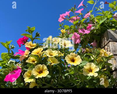 Petunia blüht rosa Gelb, helle Farben auf der Terrasse vor blauem Himmel Stockfoto