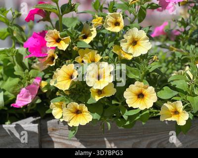 Gelbe Petunienblüten blühen im hölzernen Blumentopf Stockfoto