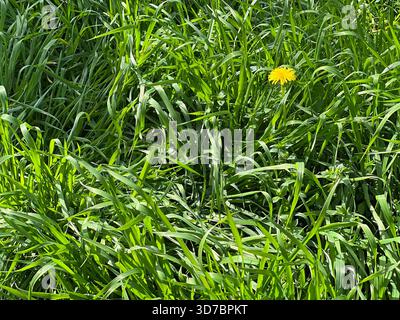 Grüne Graswiese, Grashalm im Sommer Stockfoto