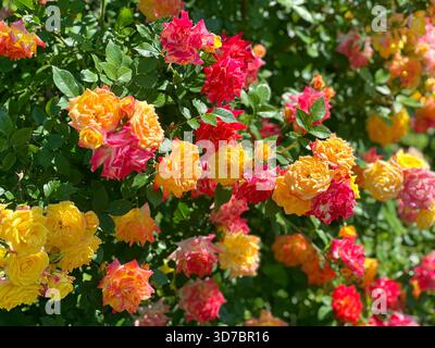 Rosenbusch rosa rote gelbe Blumen im Sommergarten Stockfoto