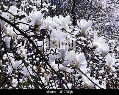 Weiße Magnolienblüten im Frühlingsgarten. Stockfoto