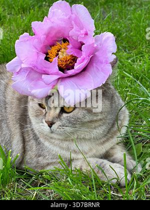 Entzückende Katze mit rosa Blüte auf dem Kopf, die sich im Gras entspannt Stockfoto