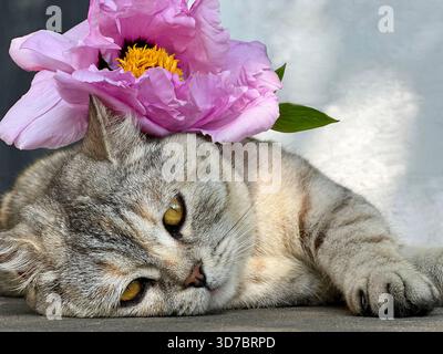 Niedliche Katze mit Blumen auf dem Boden Stockfoto