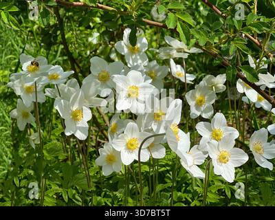 Weiße Blumen Anemone sylvestris, Schneeglöckchenanemone, Windblume Stockfoto