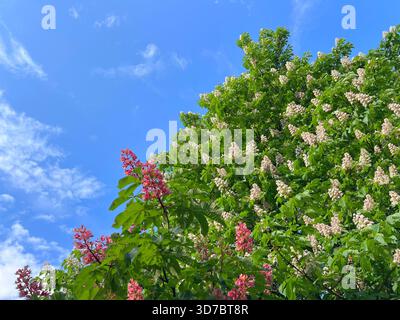 Blühende Rosskastanienbäume weiße rosa Blumenkerzen am blauen Himmel Stockfoto