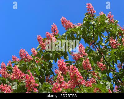 Roter Kastanienbaum rosa Blütenkerzen am blauen Himmel Stockfoto