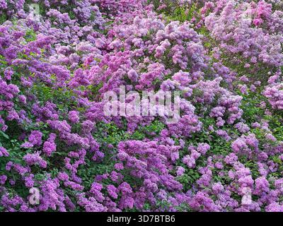 Frühlingsblüte Fliederblumen Busch im Garten Stockfoto