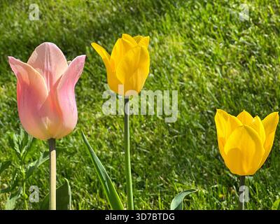 Schöne Tulpen rosa gelbe Blumen auf dem Feld Stockfoto