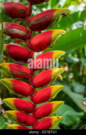 Nahaufnahme einer Hanging Hummerkralle Helikonia (H. Rostrata), eine farbenfrohe Pflanze im National Tropical Botanical Garden in Kauai Hawaii, USA Stockfoto