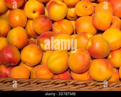 Aprikosen Früchte reife Ernte im Korb Stockfoto