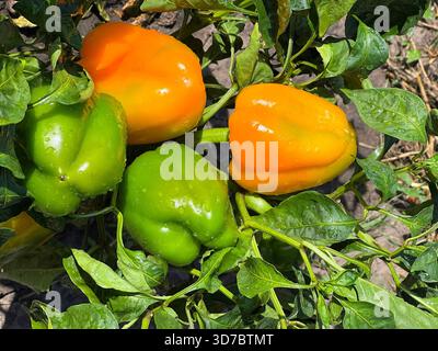 Paprika Gemüse auf dem Feld Stockfoto