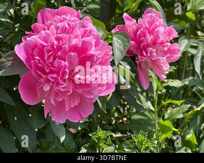 Rosa Pfingstrose blüht im Garten Stockfoto