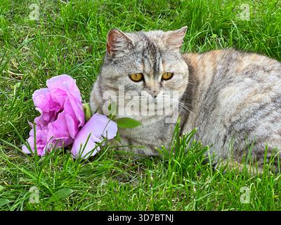 Hübsche Katzenkatze mit Blume im Gras Stockfoto