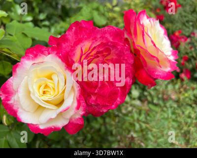 Drei schöne Rosen im Garten. Stockfoto