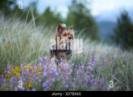 Ein Yorkshire Terrier ist wachsam in einem blühenden Feld aus Lavendel und gelben Blumen. Nadelbäume und Berge bilden eine trübe blaue Kulisse. Stockfoto