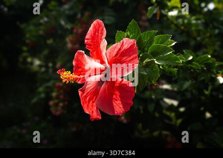 In einem tropischen Garten in Malaysia wird eine leuchtende rote Hibiskusblüte durch Sonnenlicht beleuchtet. Die detaillierten Blütenblätter und die hellgelben Staubblätter machen dieses Modell zu einem s Stockfoto
