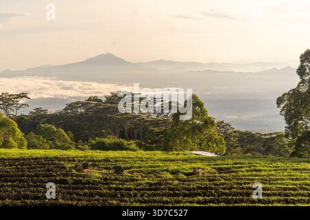 Ein weitläufiger Blick auf landwirtschaftliche Terrassenfelder mit gepflegten Feldreihen, eingerahmt von Bäumen und einem markanten konischen Vulkangipfel unter einer hellen Sonne. Stockfoto