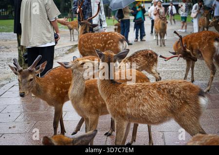 Nahaufnahme einer Hirschherde, die im Nara Deer Park mit Touristen im Hintergrund in Nara, Japan, interagiert Stockfoto