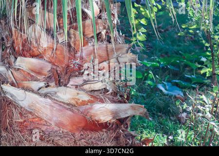 Nahaufnahme eines mehrschichtigen Palmenstamms mit faserigen Texturen und umliegenden grünen Blättern in natürlicher Umgebung im Freien. Stockfoto