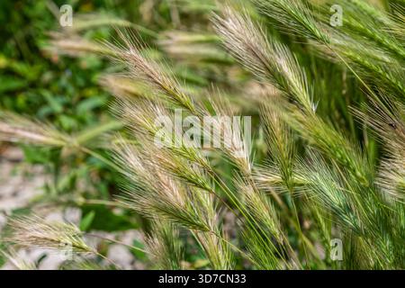 Mauergerste blüht in einem pulsierenden Feld mit ihren spitzen Ohren, die mit langen Sonnenstrahlen verziert sind, die sanft in der warmen Brise unter klarem Himmel schweben. Stockfoto