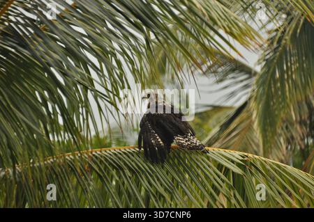 Ein Falke ruht auf den schlanken Palmenblättern, umgeben von einer üppigen tropischen Landschaft. Die Sonne geht auf und wirft warmes Licht auf die ruhige Szene. Stockfoto