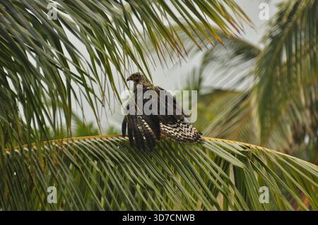 Ein Vogel sitzt auf den Blättern einer Palme in tropischer Lage. Die Umgebung ist üppig mit Grün, und der Vogel hat einen auffälligen Federfleck Stockfoto