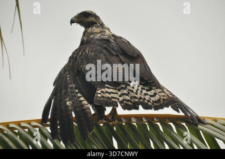 Ein großer Falke steht auf Palmenzweigen und zeigt sein markantes Gefieder und seinen scharfen Blick. Die Szene fängt das Wesen der tropischen Tierwelt während der Zeit ein Stockfoto