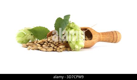 Hopfen und Gerstensamen mit Holzlöffel angeordnet, symbolisiert Brauerei- und Bierzutaten. Betonung der natürlichen und Rohstoffe, die in der Tradition verwendet werden Stockfoto