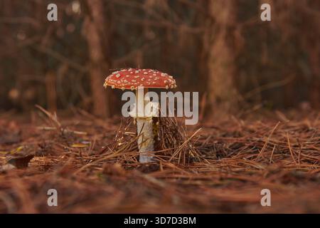 Ein einsamer Fliegenpilz, der sich aus einem Bett aus Kiefernnadeln im Herbstwald erhebt. Stockfoto