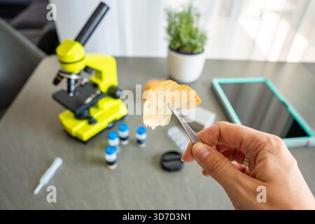 Eine Person hält eine Zwiebelschale mit einer Pinzette, bevor sie unter einem Mikroskop untersucht wird, mit mehr wissenschaftlichen Vorräten auf dem Tisch. Wissenschaftsbegriff Stockfoto