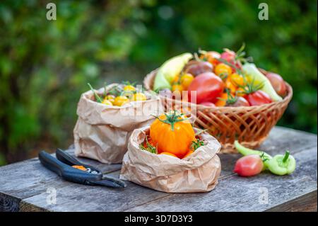 Frische Bio-Tomaten- und Pfefferernte sortiert nach Sorten in Korb und Papiertüten auf rustikalem Holztisch. Gartenfarm im Freien produziert Lebensmittel c Stockfoto