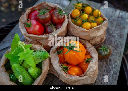 Bio-Sommerernte mit verschiedenen Tomaten und Gurken in Papiertüten auf rustikaler Holzoberfläche, lebendigem Gemüse, Naturprodukten, gesunder Lebensstil Stockfoto