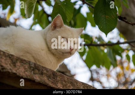 Weiße Katze, die auf einer Wand liegt, umrahmt von grünen Blättern im Freien Stockfoto