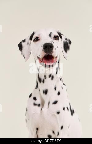 Nahaufnahme des dalmatinischen Gesichts mit aufrechter Haltung. Der Hintergrund ist sanft neutral und unauffällig. Stockfoto
