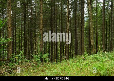 Dichter Europäischer Nadelwald, Innenansicht Stockfoto