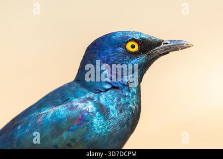 Nahaufnahme eines neugierigen Kap in einer Savanne im Chobe-Nationalpark, Botswana Stockfoto